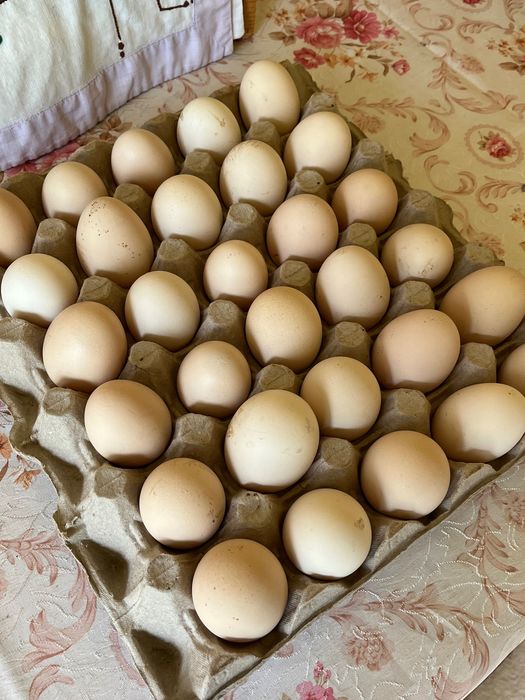 Ouă  de găini de vânzare