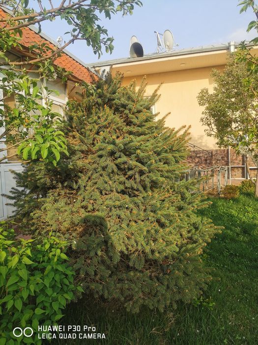 Ели голубые продаются