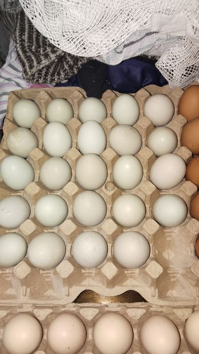 Амераукана черноя , белая .