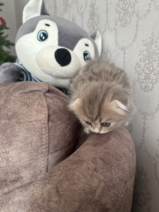 Котенок скотиш фолд