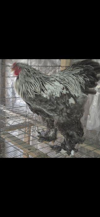 Gaini și cocoși brahma