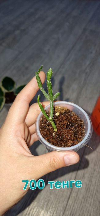 Комнатные цветы  продаються