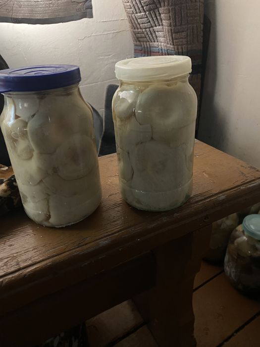 Продам грибы грузди