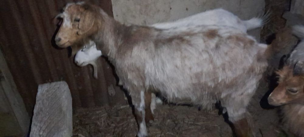 Ешким сатылады 40000