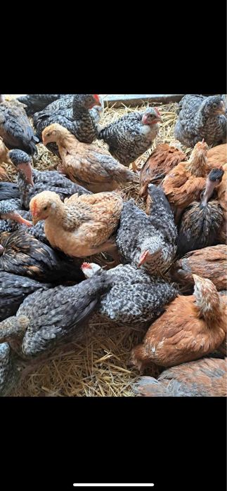 Vând pui alb de carne si rosu/porumbac rasa mixta