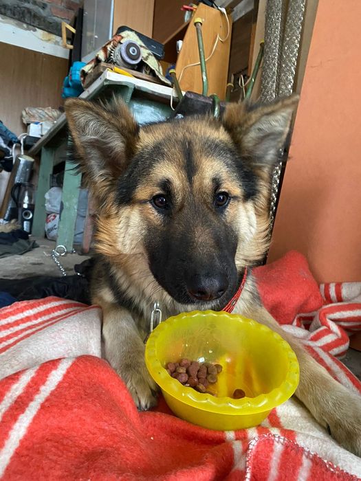 Пристраивается собака молодая