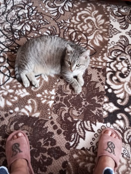 кот кастрированый