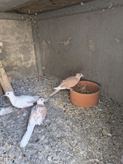 De vânzare turturele răzătoare