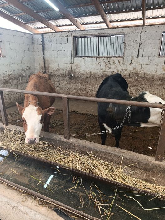 Продаются тёлки.