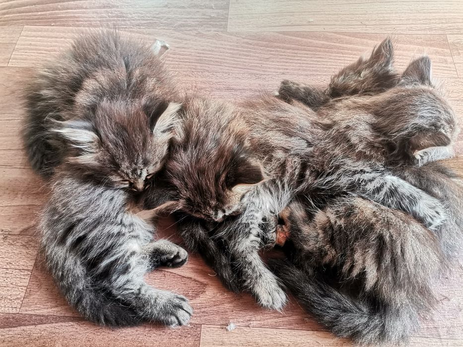 отдам котенков в хорошие руки