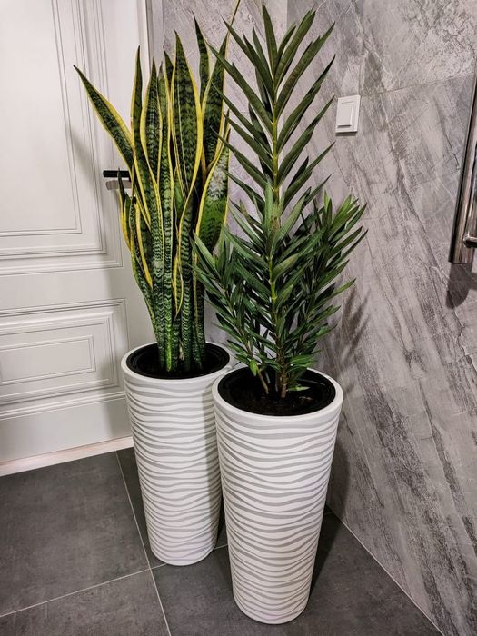 Комнатные растения. Доставка