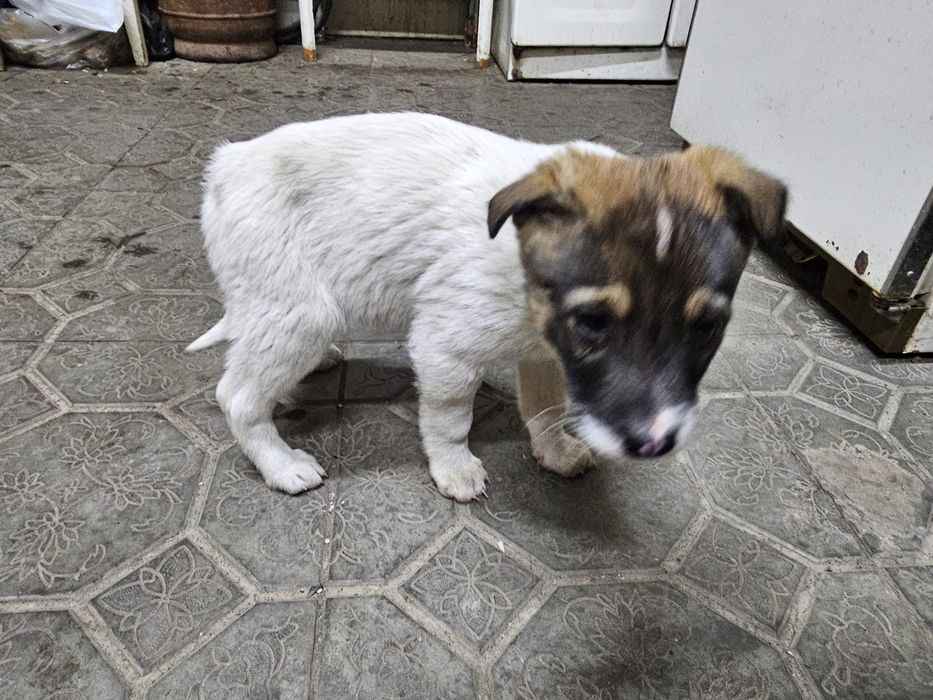 Отдам щенят в хорошие руки.