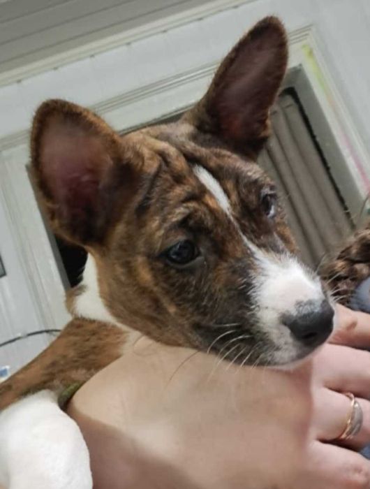 Cățeluș Basenji, moștenitor al campionilor