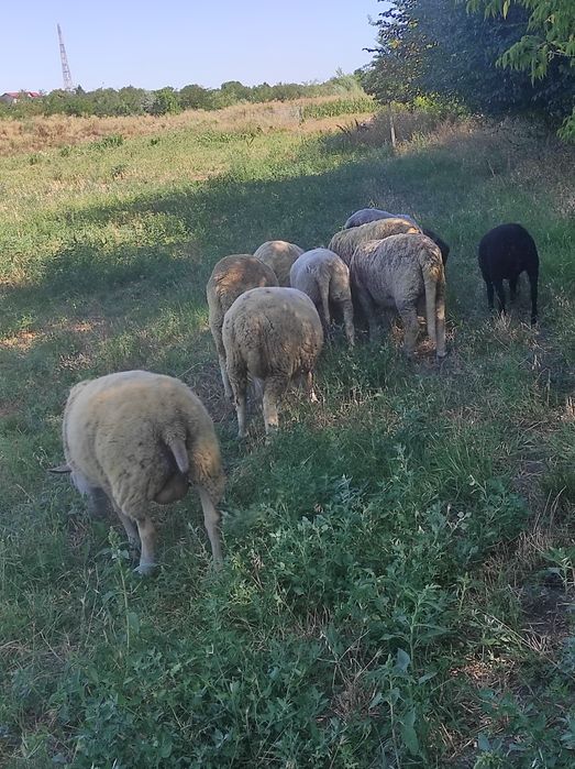 Oi de rasă de vânzare