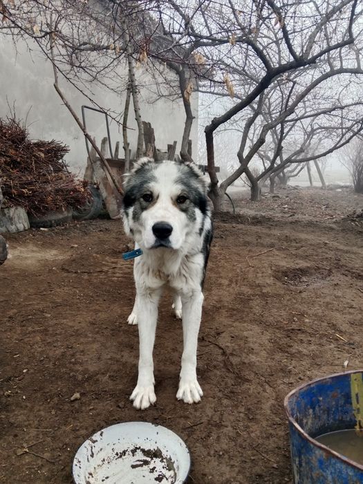 Аллабай соглиги жойида