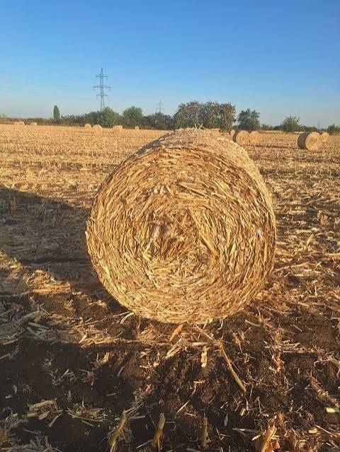 Vand baloti din tocătura de tulei (huluji)