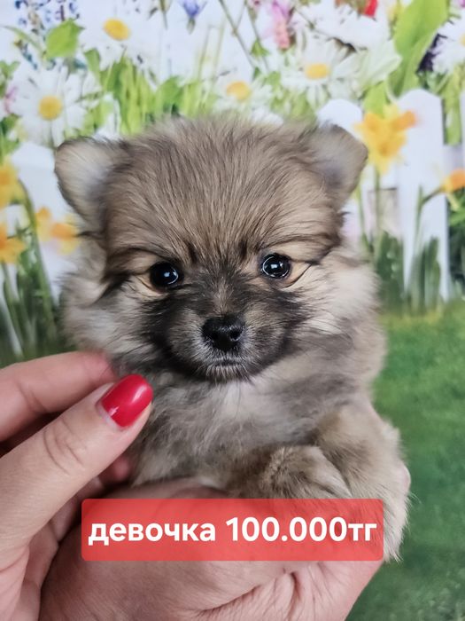 Ух ты какие милые шпицы