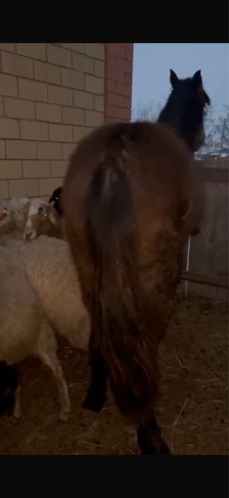 лошадь байтал……..