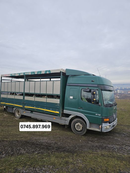 Transport animale vii , ovine