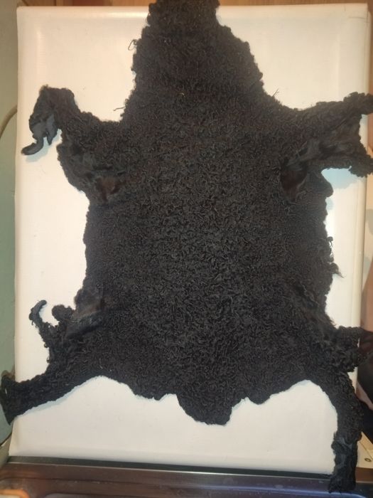 Каракуль черный.