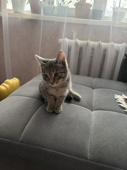 Отдам котика в добрые руки