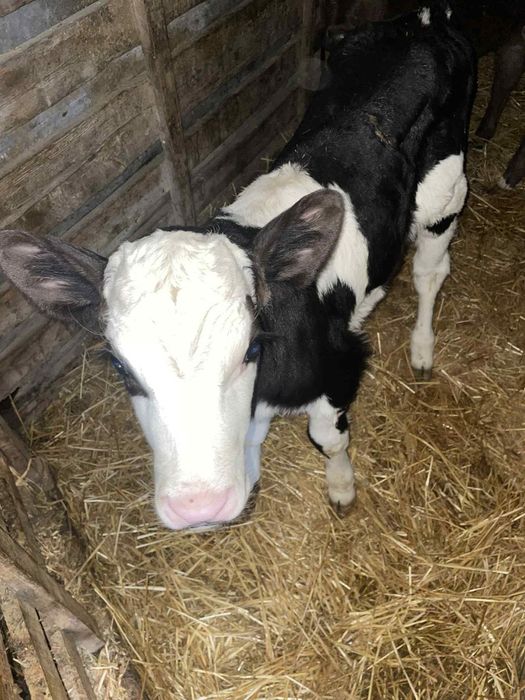 4 женски 1 мъжко