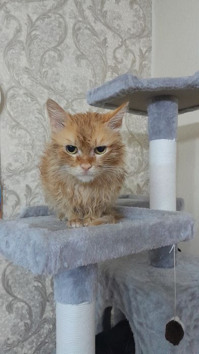 Котик ищет доброго, заботливого хозяина!