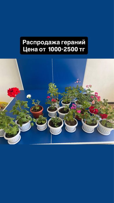 Распродажа гераний