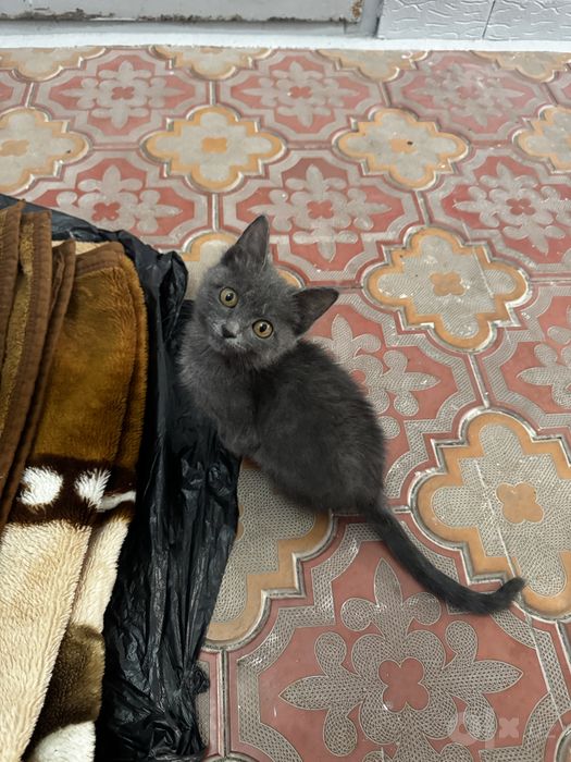Котенок в добрые руки