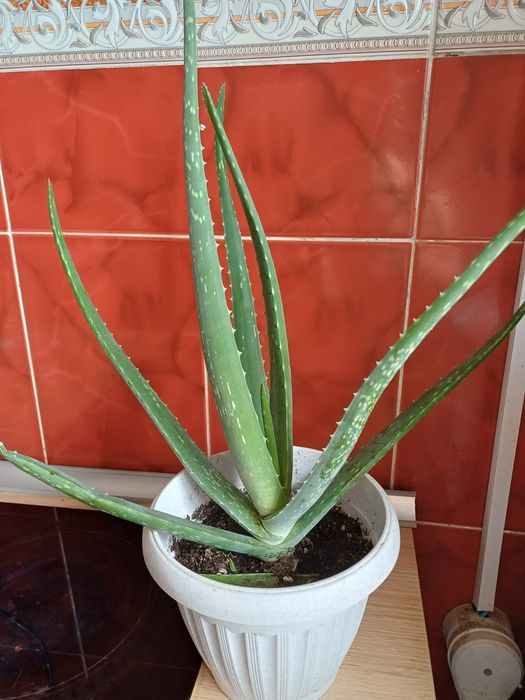 Продам алоэ вера лечебный