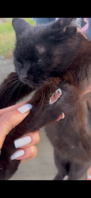 Ищем дом для красивой кошки