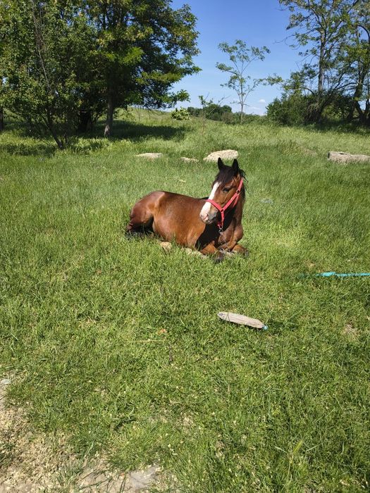 Vând  o mânză de un an și cinci luni