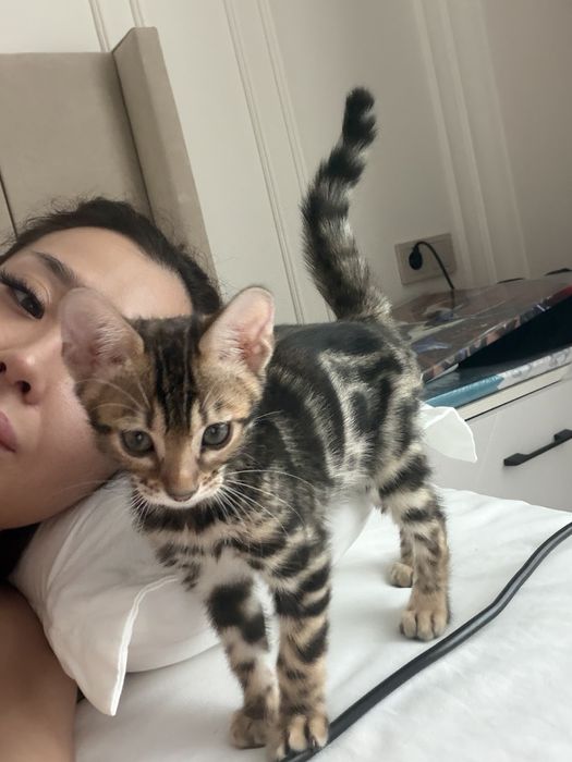Продам бенгальского котенка