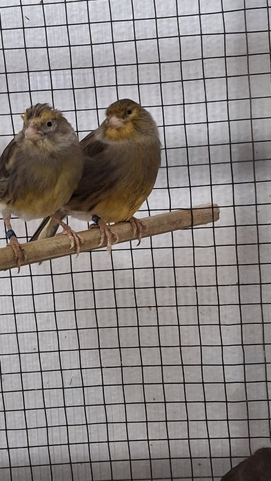 Canari și canarite