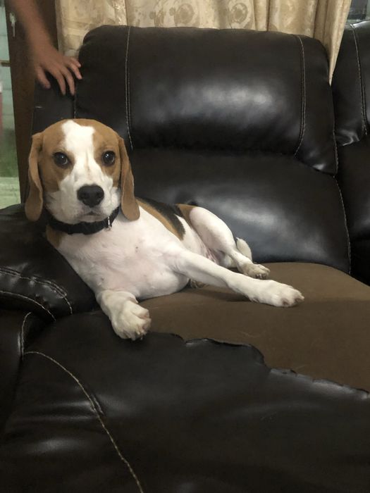 Pet sitter / cazare animalute