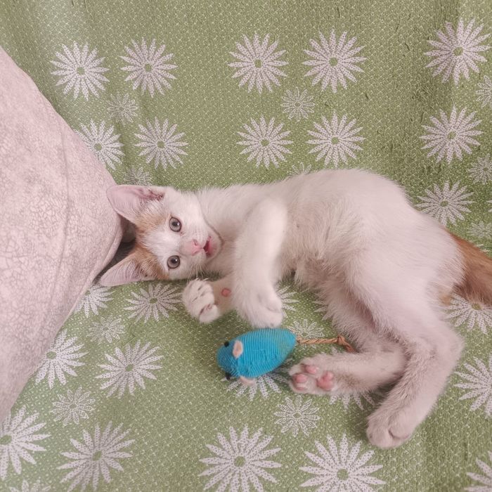 Котенок в добрые руки