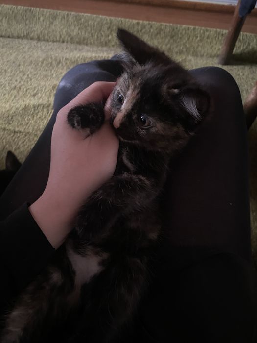 котята бесплатно