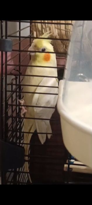 Продам попугая - корелла