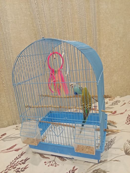 Продам попугаев.