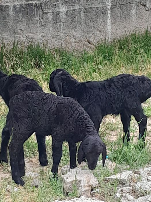 Қозылы қойлар 1бас жетім қозы