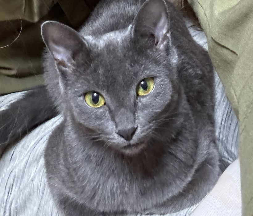 Русская голубая кошечка