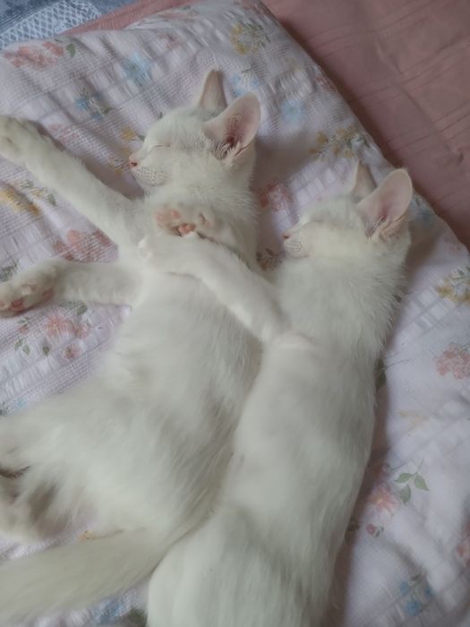 Отдам котят в хорошие,добрые руки