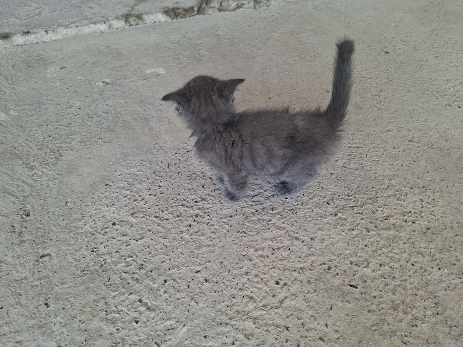 Uy mushugi onasi tashab ketib qogan
