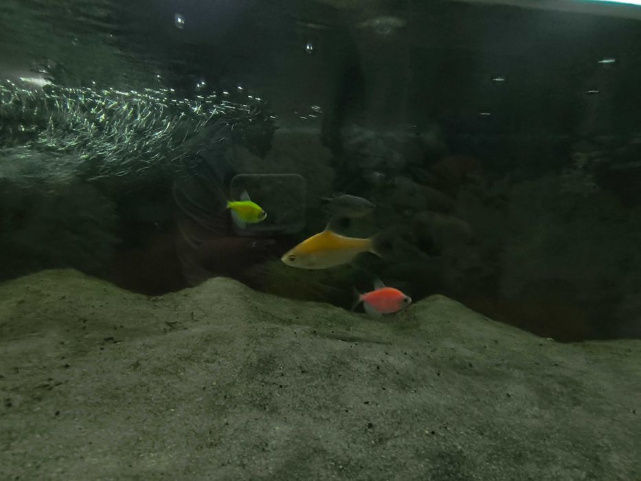 Аквариум с рыбами
