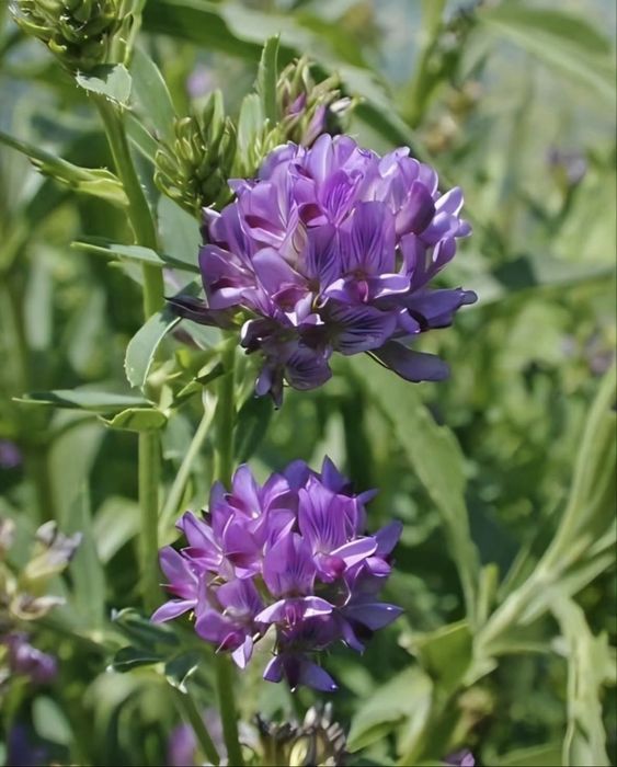 Семена люцерны.