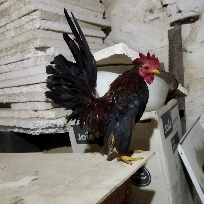 Serama joja xorozimiza soglom narsa ishlashi yaxshi