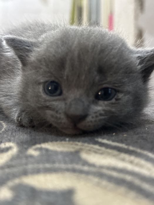 Отдам котят в хорошие руки