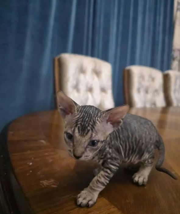 Канадский сфинкс
