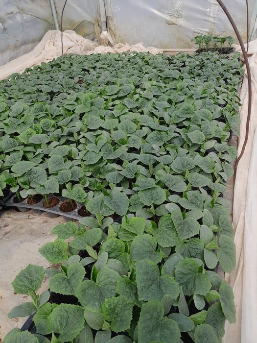 Rasaduri de legume