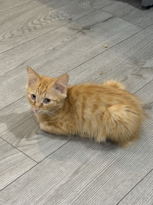 Отдам в хорошие руки котят